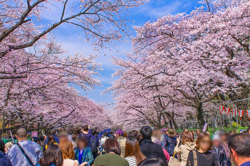 贵州赏樱花活动